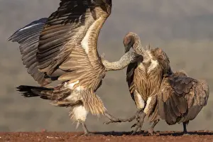 Whitebacked vultures (Gyps africanus) in confrontation, Zimanga private game reserve