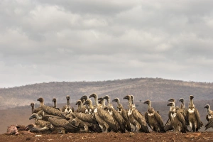 Flock Of Birds Prints: Whitebacked vultures (Gyps africanus) feeding, Zimanga Private Game Reserve, KwaZulu-Natal