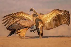 Vulture Prints: Whitebacked vultures (Gyps africanus) squabbling