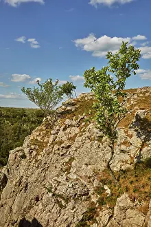 Gorge Prints: Whitebeam trees grow on cliffs in Cheddar Gorge