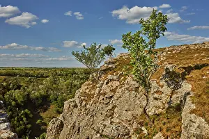 Gorge Prints: Whitebeam trees seen on cliff edge at Cheddar Gorge in Somerset, United Kingdom