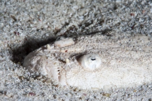 Images Dated 30th May 2008: Whitemargin stargazer (Uranoscopus sulphureus), Sulawesi, Indonesia, Southeast Asia, Asia