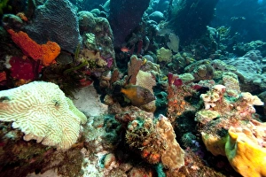 Seabed Prints: Whitespotted filefish (Cantherhines macrocerus)