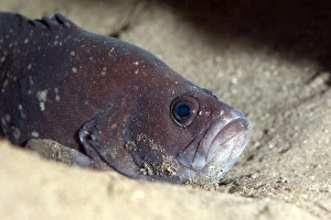 Seabed Prints: Whitespotted soapfish (Rypticus maculatus)
