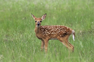 Youth Prints: Whitetail deer fawn (Odocileus virginianus)