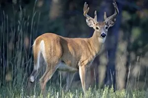 Images Dated 25th August 2008: Whitetail Deer (Odocoileus virginianus) buck in velvet, Devils Tower National Monument