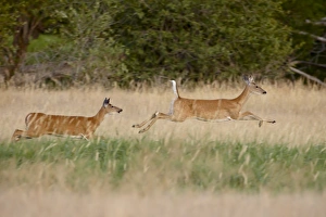 Images Dated 22nd August 2008: Two whitetail deer (Odocoileus virginianus) doe running, Stillwater County