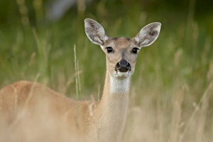 Images Dated 22nd August 2008: Whitetail deer (Odocoileus virginianus) doe, Stillwater County, Montana