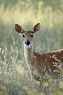 Images Dated 25th August 2008: Whitetail deer (Odocoileus virginianus) doe, Devils Tower National Monument
