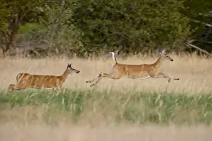 Two whitetail deer (Odocoileus virginianus) doe running, Stillwater County