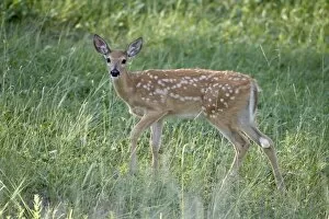 Whitetail deer (Odocoileus virginianus) fawn, Devils Tower National Monument