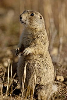 Images Dated 20th September 2008: Whitetail prairie dog (Cynomys luscurus), Arapaho National Wildlife Refuge