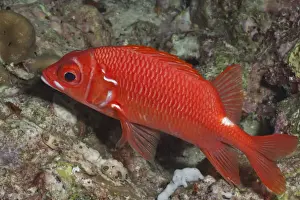 Fishes Prints: Whitetail Squirrelfish (Sargocentrum caudimaculatum)