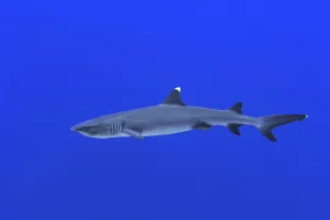 Voyages Prints: A whitetip reef shark gracefully glides through the vibrant, clear waters of the Maldives