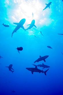 Sealife Prints: Whitetip reef shark (Triaenodon obesus)