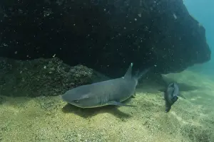 Whitetip reef shark (Triaenodon obesus) underwater at Sombrero Chino, Galapagos, Ecuador