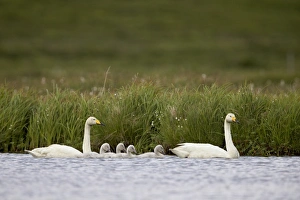 Water Bird Prints: Whooper Swan (Cygnus cygnus) and four cygnets swimming, Iceland, Polar Regions