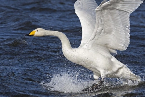 Landing Prints: Whooper swan (Cygnus cygnus) flying down on to the water, Welney Wildfowl and Wetlands