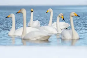 Water Bird Prints: Whooper swan (Cygnus cygnus) group in partially frozen lake, Finland, Europe