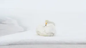 Water Bird Prints: Whooper Swan (Cygnus cygnus), Kussaro Lake, Hokkaido, Japan, Asia
