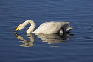 Lancashire Prints: Whooper swan, Cygnus cygnus, at Martin Mere Wildfowl and Wetland Centre