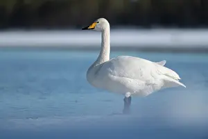 Water Bird Prints: Whooper swan (Cygnus cygnus) standing on edge of partially frozen lake, Finland, Europe