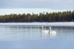 Water Bird Prints: Whooper swan (Cygnus cygnus) swimming in lake, Finland, Europe