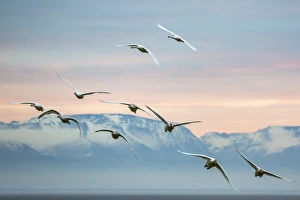 Spread Wings Prints: Whooper swans (Cygnus cygnus), flying at sunset, Caerlaverock Wildfowl and Wetland Trust