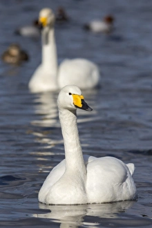 Swan Prints: Whooper swans (Cygnus cygnus) on the water, Welney Wildfowl and Wetlands Trust Reserve