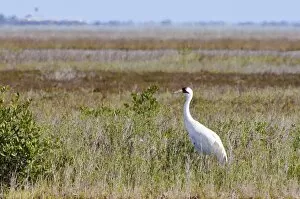 Whooping crane, Texas, United States of America, North America