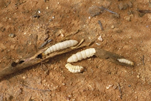 Larvae Prints: Wichetty grubs, eaten by Aborigines, Northern Territory, Australia, Pacific
