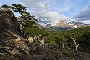 Monte Fitz Roy Prints: Wide angle landscape featuring Monte Fitz Roy in the background and tree in the foreground