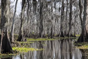 Louisiana Prints: Wide angle view of Manchac Swamp near New Orleans, Louisiana, United States of America