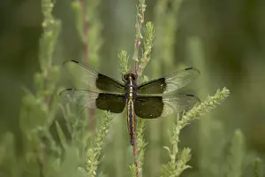One Insect Prints: Widow dragonfly or widow damselfly (Libellula luctuosa) perched
