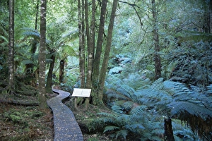Fern Prints: Wielangta Forest Walk, Tasmania, Australia, Pacific