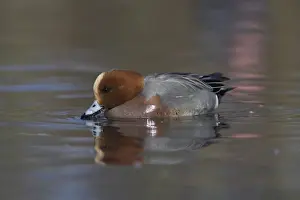 Lancashire Prints: Wigeon, Anas penelope, at Martin Mere Wildfowl and Wetlands Trust reserve in Lancashire