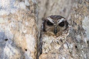 Staring Prints: A wild adult bare-legged owl (Margarobyas lawrencii)