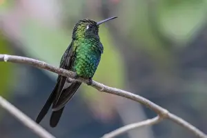 Hummingbird Prints: A wild adult Cuban emerald hummingbird (Chlorostilbon ricordii), Zapata National Park