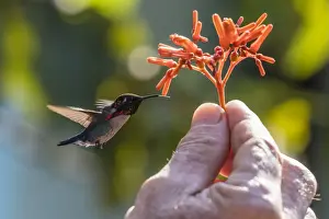 Male Animal Prints: A wild adult male bee hummingbird (Mellisuga helenae), attracted to hand-held flower