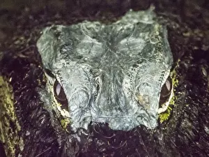 A wild American alligator (Alligator mississippiensis), at night in Shark Valley