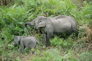 Assam Prints: Wild Asian elephant