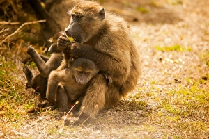 Three Animals Prints: Wild baboons, Cape Town, South Africa, Africa