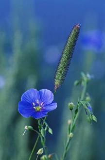 Springtime Prints: Wild blue flax (Linus perenne lewisii)
