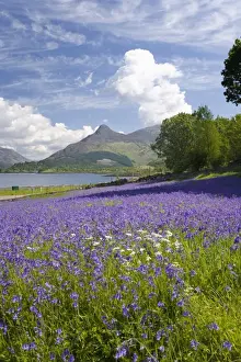 Botanical Prints: Wild bluebells (Hyacinthoides non-scripta) beside Loch Leven