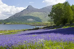 Wild bluebells (Hyacinthoides non-scripta) beside Loch Leven, the Pap of Glencoe beyond, Ballachulish, Highland, Scotland, United Kingdom, Europe