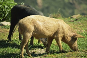 Wild Boar Prints: Wild boar, Corsica, France, Europe