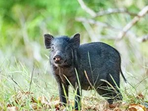 Indigenous Prints: Wild boar forages in natural habitat of Komodo Island in Indonesia during daylight hours