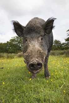 Snout Prints: Wild boar (Sus scrofa), captive, United Kingdom, Europe