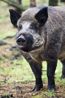 M Ammals Prints: Wild Boar (Sus scrofa), Kent, England, United Kingdom, Europe