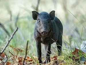 Indigenous Prints: Wild boar walking through grass on Komodo Island in Indonesia during the day